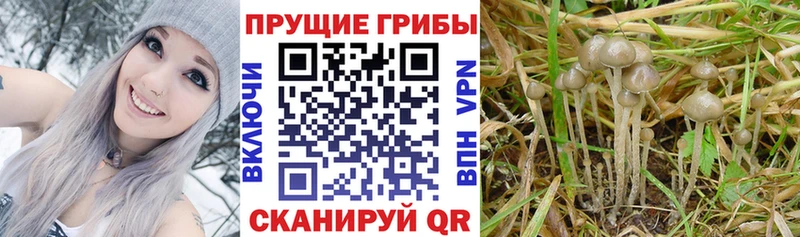 Галлюциногенные грибы Cubensis  наркота  Нерехта 